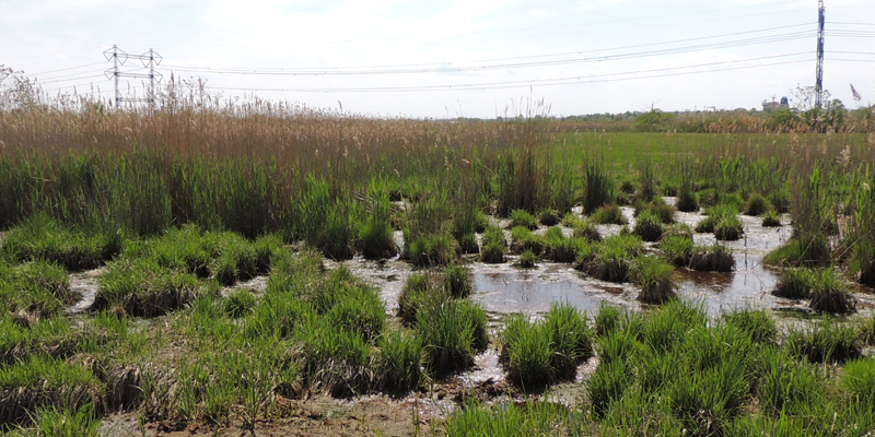 proj_wetland